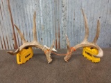 4x5 Whitetail Shed Antlers