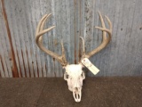 140 Class 4x4 Whitetail Antlers On Skull