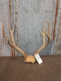 Big 5x5 Mule Deer Antlers On Skull Plate