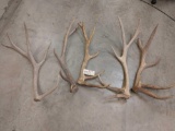 5 Elk Shed & Cut Antlers