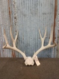 BIG 5x5 Mule Deer Antlers On Skull Plate