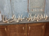 12.2 Pounds Of Whitetail Shed Antlers