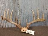 Nice 5x5 Whitetail Antlers On Skull Plate