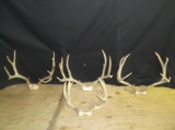 4 Sets Of Mule Deer Antlers On Skull Plate