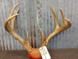 Big 4x5 Whitetail Antlers On Plaque