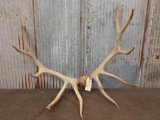 6x6 Elk Antlers On Skull Plate