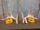 High 160 Class Wild Whitetail Shed Antlers