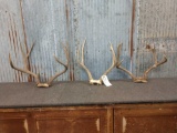 3 Mule Deer Antlers On Skull Plate