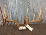 Nice 160 Class Whitetail Antlers On Skull Plate