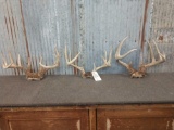 3 Whitetail Antlers On Skull Plate