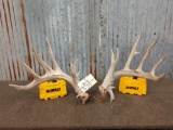 Main Frame 5 x 5 Whitetail Shed Antlers