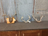 3 Whitetail Antlers On Skull Plate