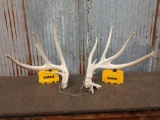 BIG 4x5 Whitetail Shed Antlers