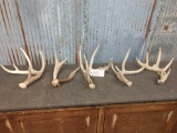 5 Whitetail Shed Antlers
