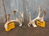 Main Frame 4 x 4 Whitetail Shed Antlers