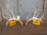 Main Frame 5 x 6 Whitetail Shed Antlers