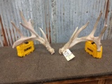 5x5 Whitetail Shed Antlers