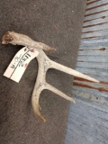 Single Autographed Whitetail Shed