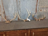 2 Mule Deer & 1 Whitetail Antlers On Skull Plate