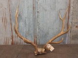 5x5 Elk Antlers On Skull Plate