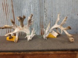 300 Class Whitetail Cut Off Antlers