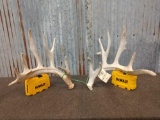 Main Frame 5 x 5 Whitetail Shed Antlers