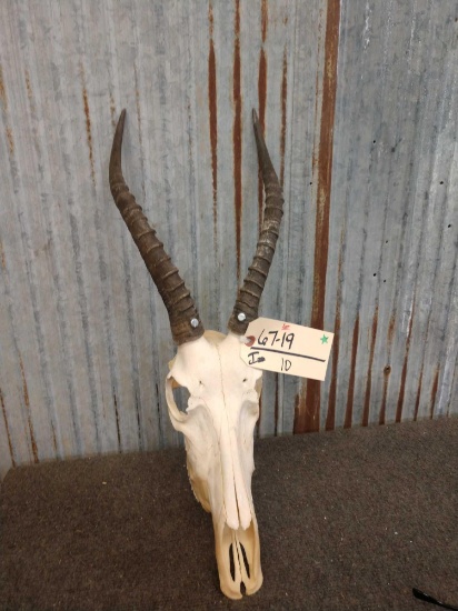 African Blesbok Skull