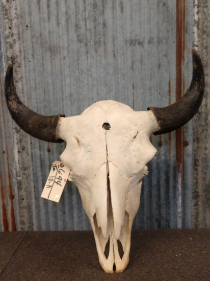 Large Herd Bull Bison Buffalo Skull Taxidermy