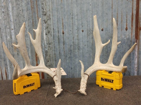 Set Of Big 5x5 Whitetail Shed Antlers