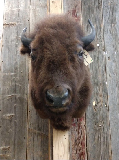 Bison / Buffalo Shoulder Mount