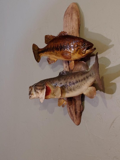 Smallmouth & Largemouth Bass Real Skin Fish Taxidermy