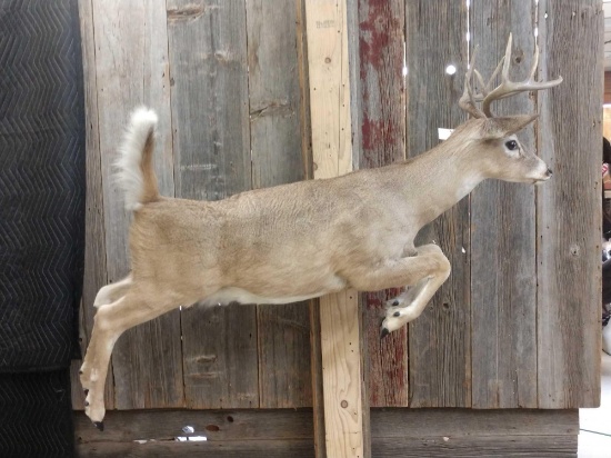 4x4 Whitetail Deer Full Body Taxidermy Mount