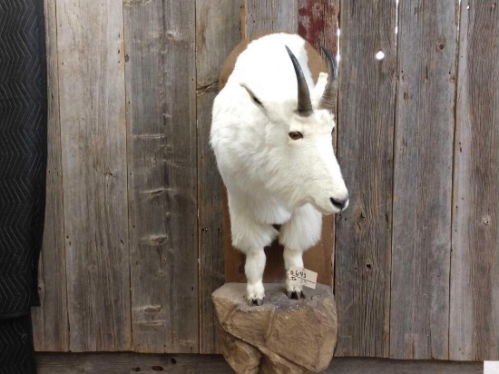Mountain Goat Half Body Mount Taxidermy
