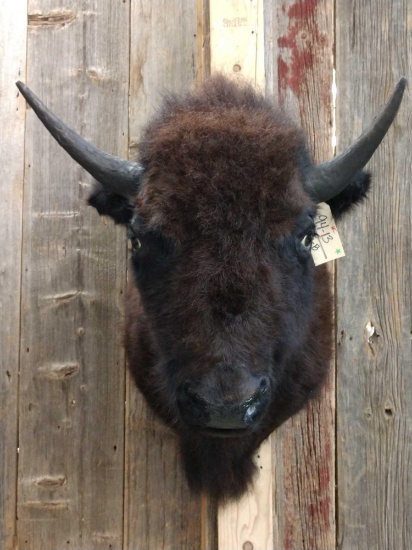 Bison Buffalo Shoulder Mount Taxidermy