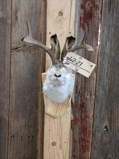 Western Jackalope Shoulder Mount