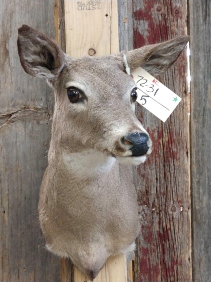 Whitetail Doe Shoulder Mount Taxidermy