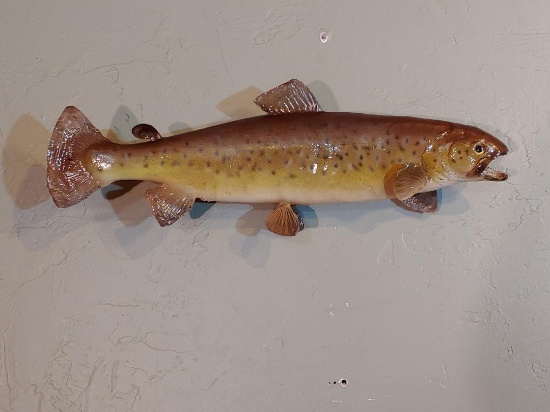 20" Brown Stream Trout Real Skin Fish Taxidermy