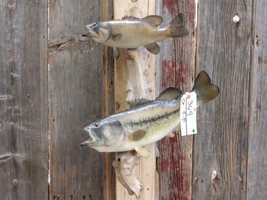 2 Real Skin Fish Taxidermy On Driftwood