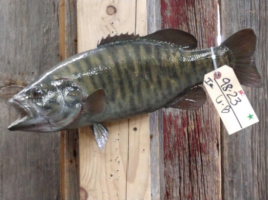 19" Smallmouth Bass Real Skin Taxidermy Fish
