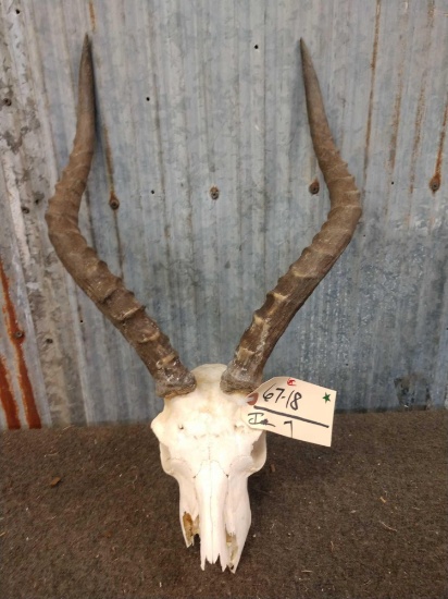 African Impala Skull