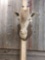 Giraffe Head Mount Taxidermy