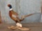 Ringneck Pheasant Full Body Taxidermy Mount