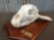 Black Bear Skull On Plaque