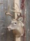 4x4 Whitetail Shoulder Mount Taxidermy