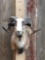 Corsican Ram Sheep Shoulder Mount Taxidermy