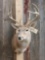 4x4 Whitetail Shoulder Mount Taxidermy