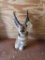 Pronghorn Antelope Shoulder Mount Taxidermy