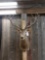 Red Stag Shoulder Mount Taxidermy