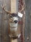 Blacktail Deer Shoulder Mount Taxidermy