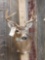 4x4 Whitetail Shoulder Mount Taxidermy